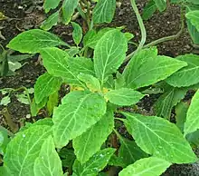 Three short green plants in a pot filled with soil. There are many oval-shaped green leaves and no flowers.