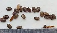 Seeds