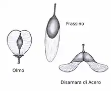 Image 7Wind dispersed seed of elm (Ulmus), ash (Fraxinus) and maple (Acer) (from Tree)