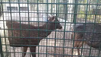 Male Sambar deer in VOC zoological garden, Coimbatore