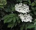 Inflorescences and leaves