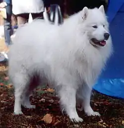 Samoyed dog