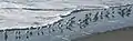 A flock displaying their distinctive behavior of running with the ebb and flow of waves (while feeding). Willapa Bay, near Tokeland, Washington.