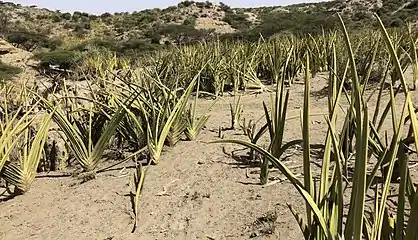 Clusters grow in abundance throughout Olduvai Gorge in Northern Tanzania.