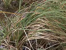 Santa Barbara sedge situated on flooded ground