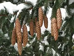 Cluster of Norway Spruce cones on Hokkaidō.