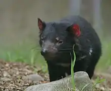 A devil with red ears and white patches under its neck, is standing on some bark chips, in front of some grass and behind a rock of the size of its body.