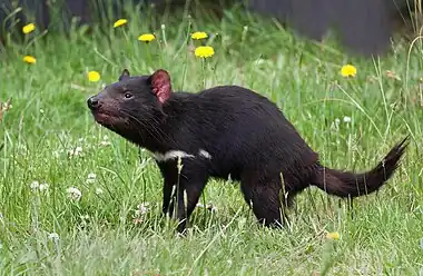 Image 15Tasmanian devilPhoto: JJ HarrisonThe Tasmanian devil (Sarcophilus harrisii) is a carnivorous marsupial found in the wild only on the Australian island of Tasmania. It is characterised by its stocky and muscular build, black fur, pungent odour, extremely loud and disturbing screech, keen sense of smell, and ferocity when feeding. Its large head and neck allow it to generate the strongest bite per unit body mass of any living mammal.More selected pictures