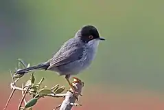 Sardinian warblerSylvia melanocephala