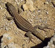 Picture of a Columbretes lizard (Podarcis atrata)