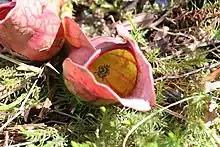 Sarracenia purpurea Linné. — Pitcher-plant.