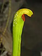 Sarracenia minor pitcher at the botanical garden of Villa Durazzo-Pallavicini, Genova Pegli