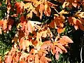 Autumn foliage closeup