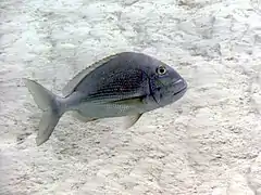 C. calamus swimming over flats in Cozumel, Mexico.