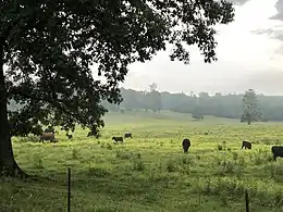 Cows graze in rural Saulsbury, 2019