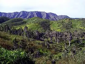 Savanna with Niaouli trees in the north of west coast, in Malabou