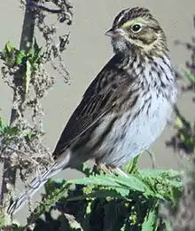 Savannah sparrow