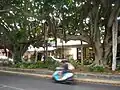 Sawtell's main street First Avenue with large trees in the median