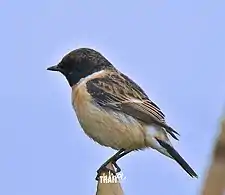 Siberian Stonechat