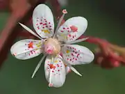 Close-up of flower