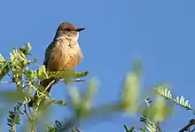 Say's Phoebe