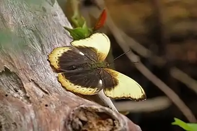 C. f. fumana male Kakum National Park, Ghana