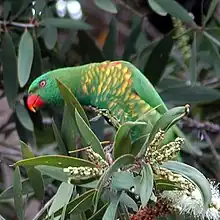 Scaly-breasted lorikeet