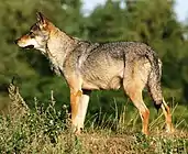 Gray canine in grass