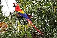 Scarlet Macaw in Carara National Park.