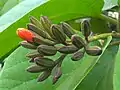 Buds of Scarlet cordia