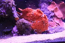 Scarlet frogfish, A. coccineus