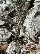 Western fence lizard