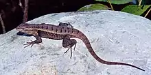 Rose-bellied Lizard (Sceloporus variabilis), photographed in situ, municipality of Ocampo, Tamaulipas, Mexico (14 October 2005).