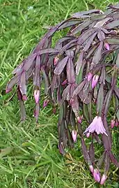 Habit (in cultivation)