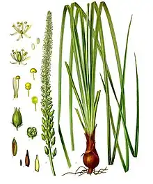 Veracevin occurs in the Sabadilla (Schoenocaulon officinale).