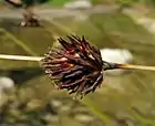 Detail of mature fruiting head