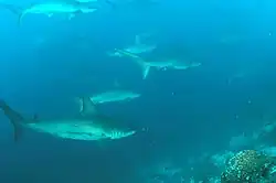 Image 18School of scalloped hammerheads off Wolf Island (from Galápagos Islands)