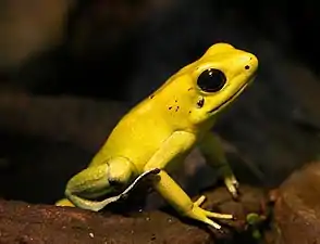 Phyllobates terribilis is the most poisonous vertebrate worldwide