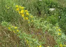 Scolymus maculatus