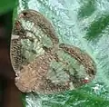 Adult on a leaf