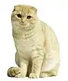 Lilac-coated Scottish Fold