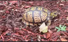 Female digging a hole