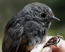 small black bird held in hand