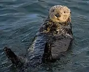 Brown mustelid on its back in water