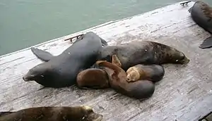 Seven sea lions sleeping on a wooden platform next to the water. There're two dark-brown individuals, and three smaller and lighter-colored individuals, all sleeping on top of one another. The other two are cut-off in the image.