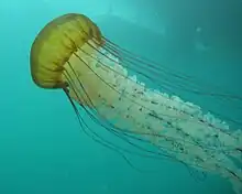 Sea nettle (Chrysaora fuscescens) 2