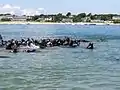 Seals in Chatham Harbor