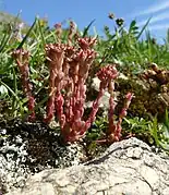 In the Allgäu Alps