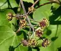 Panicle of flower umbels