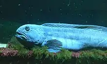 SeawolfAnarhichas lupushavkat